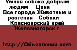 Умная собака добрым людям. › Цена ­ 100 - Все города Животные и растения » Собаки   . Красноярский край,Железногорск г.